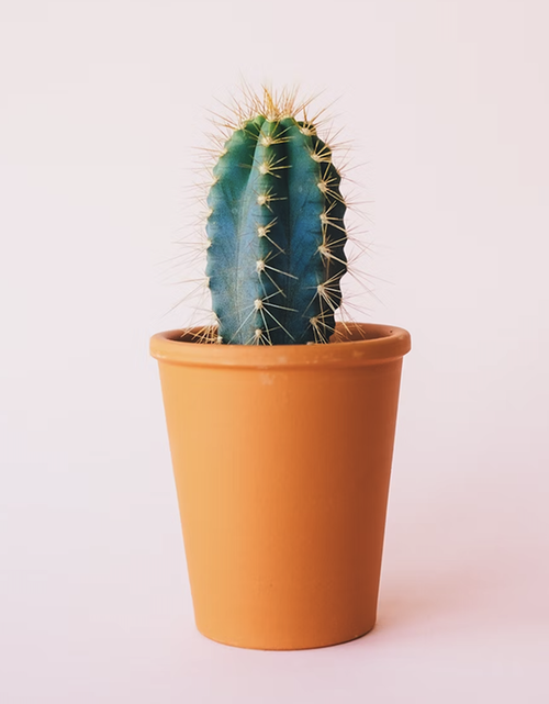 Load image into Gallery viewer, House Plant
