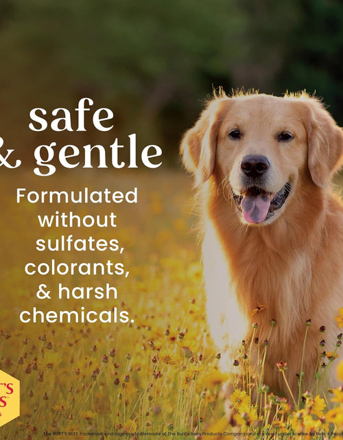 Load image into Gallery viewer, Burt'S Bees for Dogs Deodorizing Dog Shampoo and Dog Deodorizing Spray, Apple &amp; Rosemary Dog Shampoo, Natural Dog Shampoo, Puppy Shampoo, Dog Bathing Supplies, Dog Wash, Pet Shampoo
